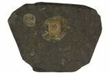 Dactylioceras Ammonite Cluster - Posidonia Shale, Germany #79317-1